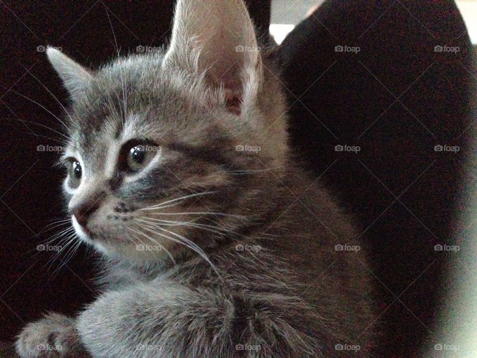 Grey kitten