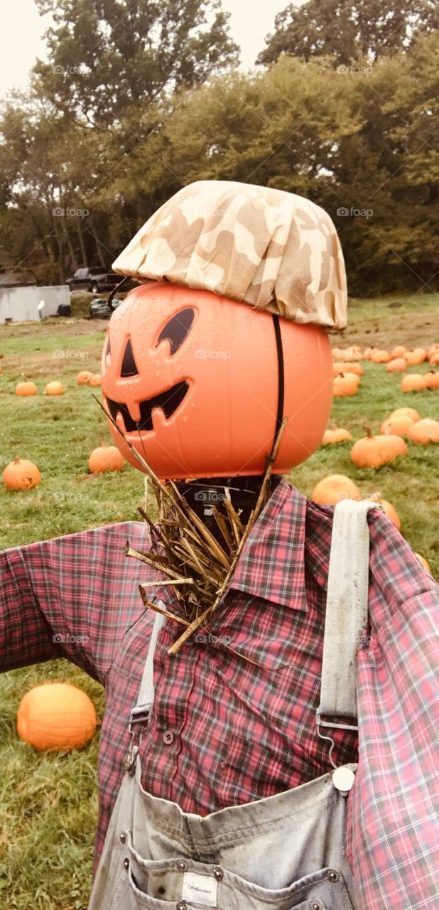 Oh my gourd, I love picking pumpkins!