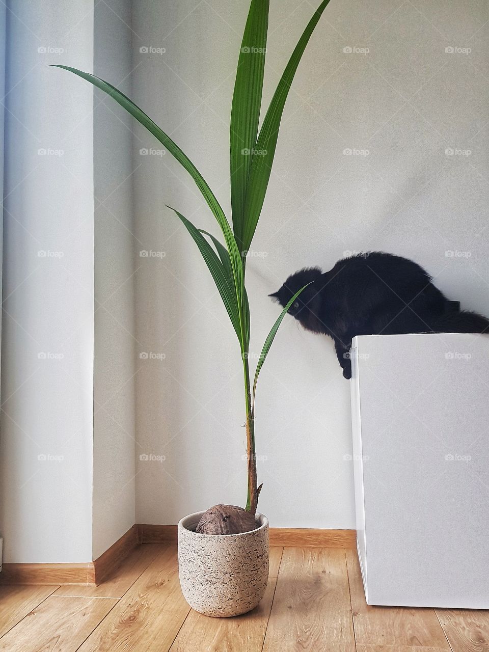 Relationship between the cat and the tree.