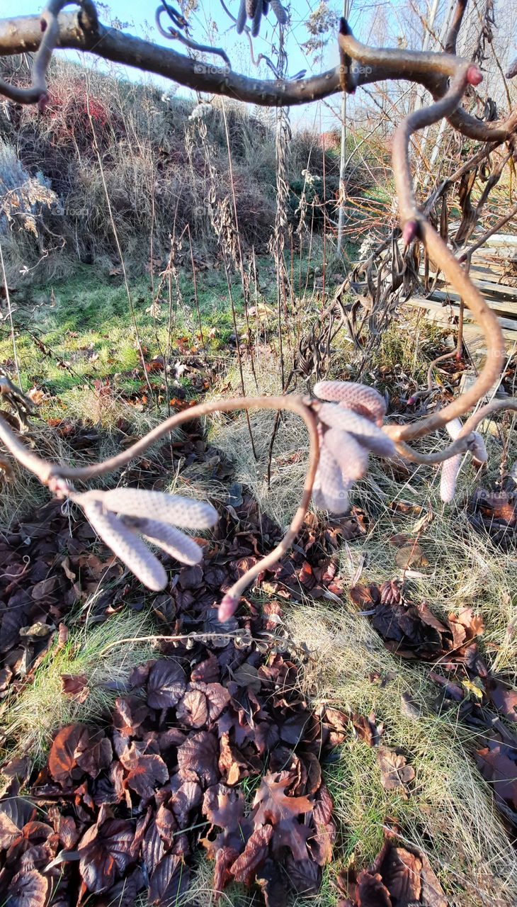 power of three - hazel catkins clustered  by three