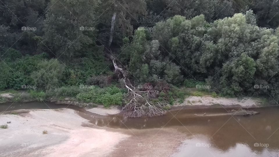 the Fall of the Tree