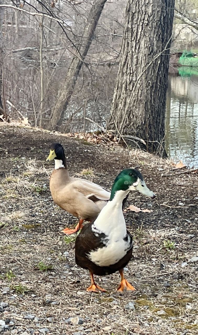 Two ducks strike a pose for the camera, with the mallard in front flashing a cheerful smile. Behind them, the serene pond reflects the calm beauty of nature, completing the peaceful scene.
