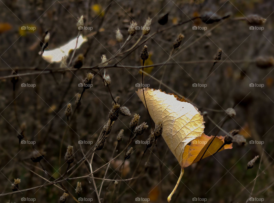 A lonely leaf on a bush