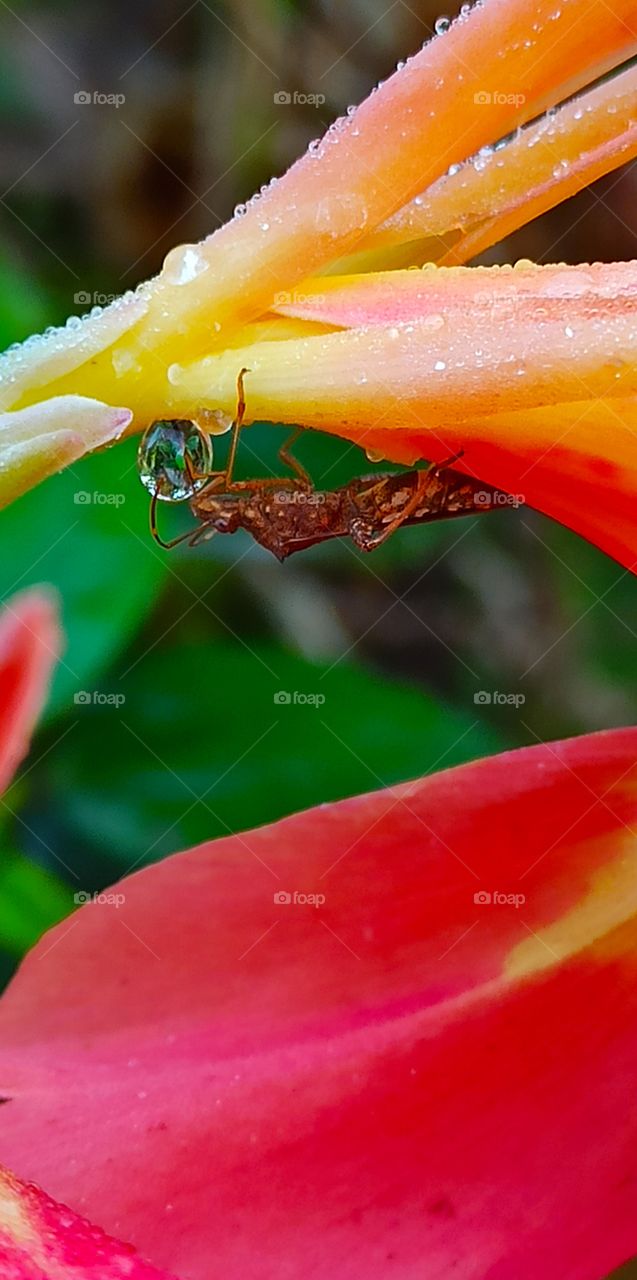 water drops with insect.