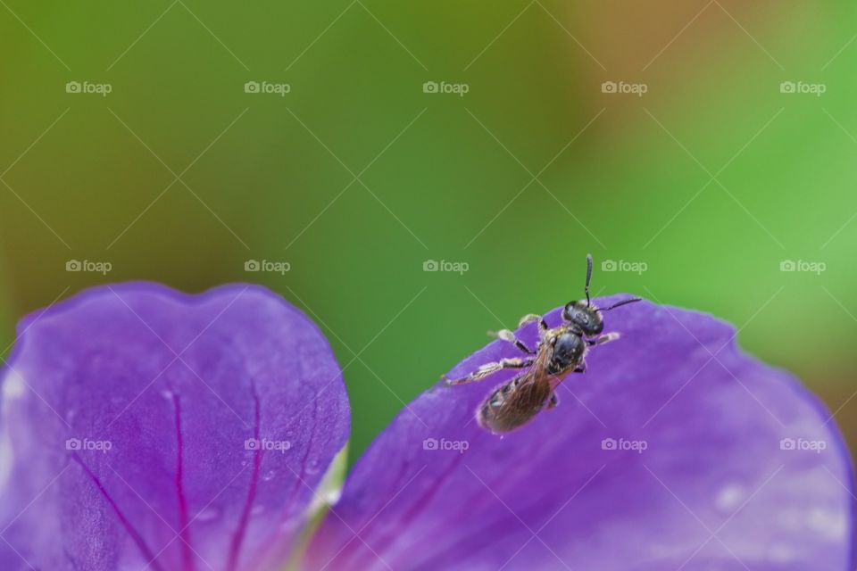 Insect on violet flower