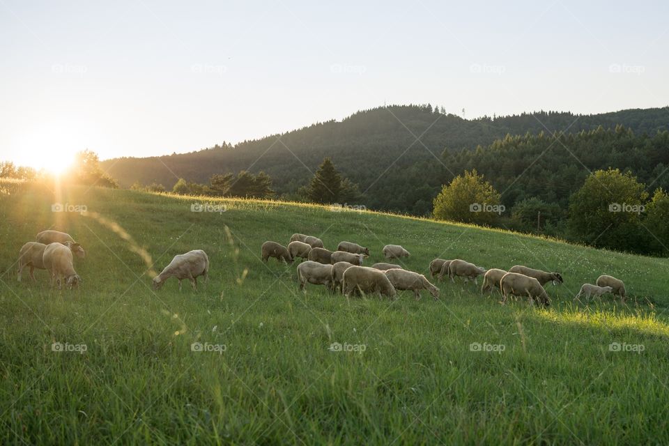 Sheep herd on meadow during sunset. Slovakia