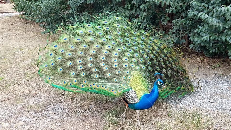 Peacock with feathers up