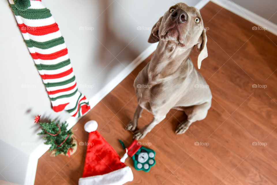 Weimaraner dog sitting among Christmas decorations