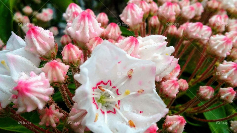 spring. flowers. beauty