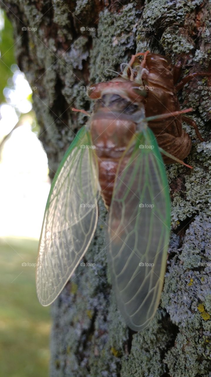 Cicada
