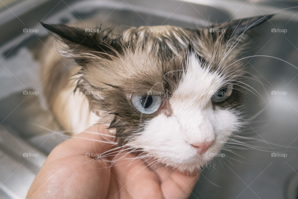 Ragdoll cat in shower 