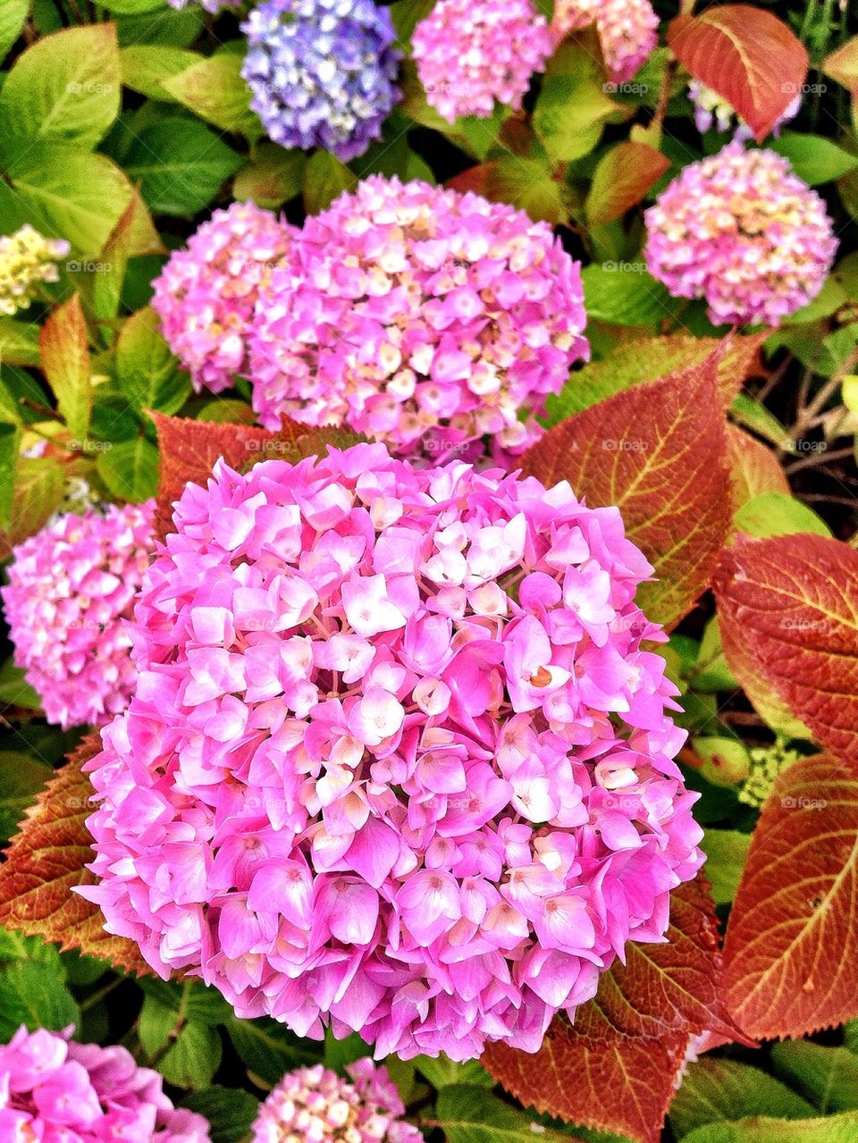 Pink hydrangea