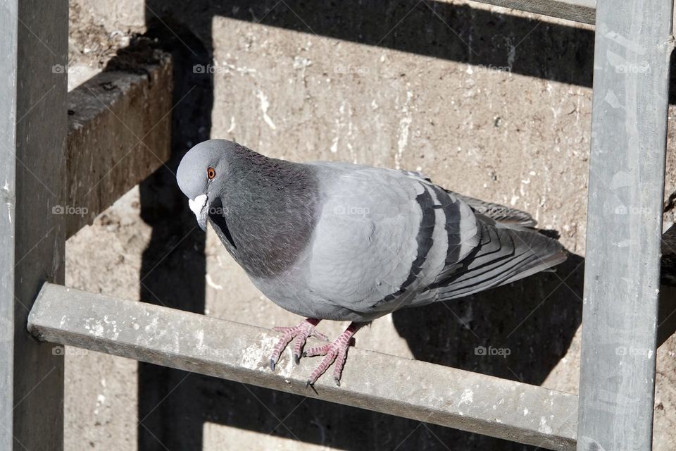 Pigeon takes a rest on a ladder on concrete background