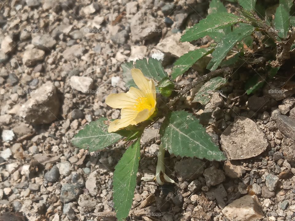 lone star  broom weed