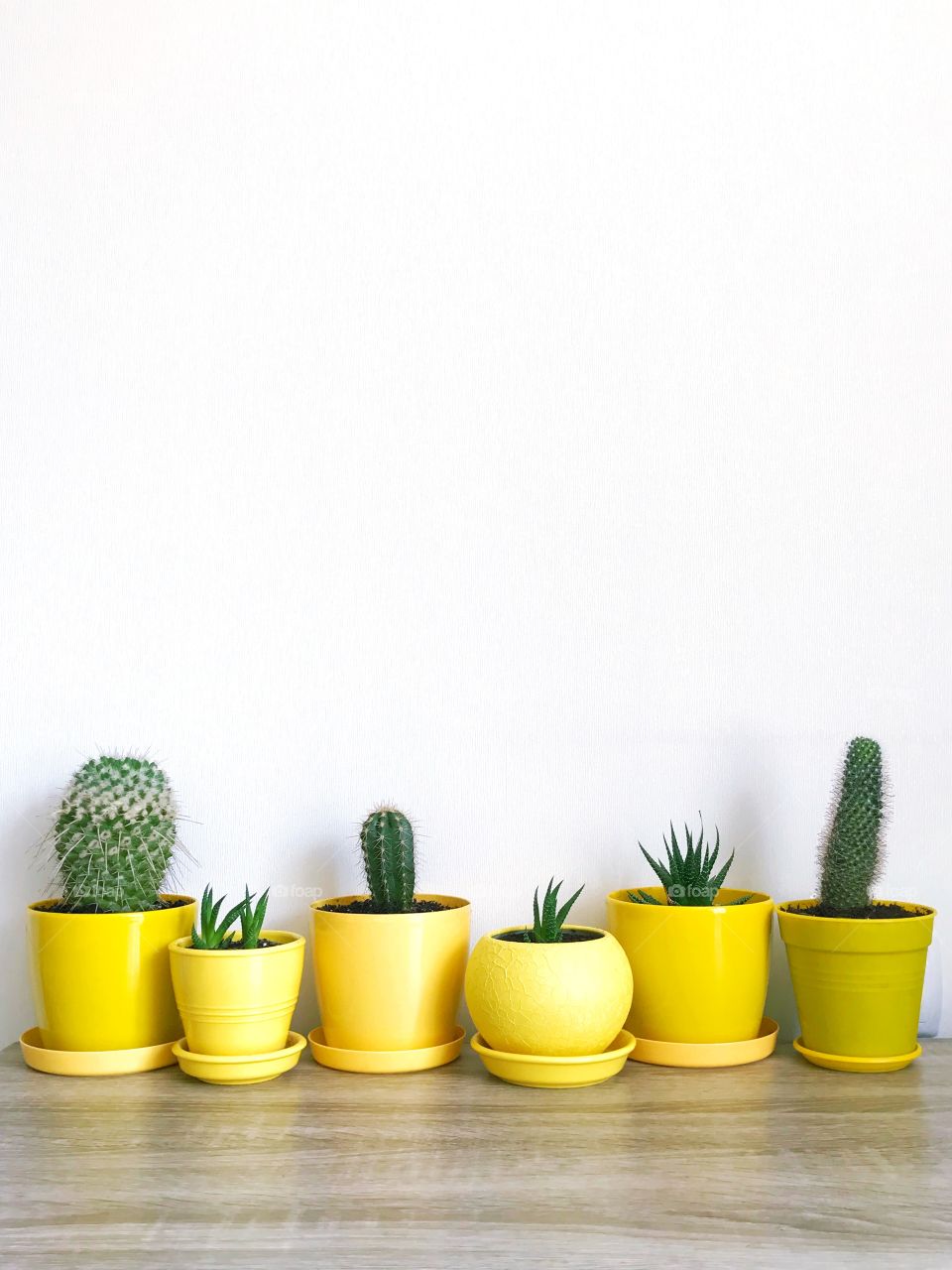 Cute cacti in yellow pods. Even number