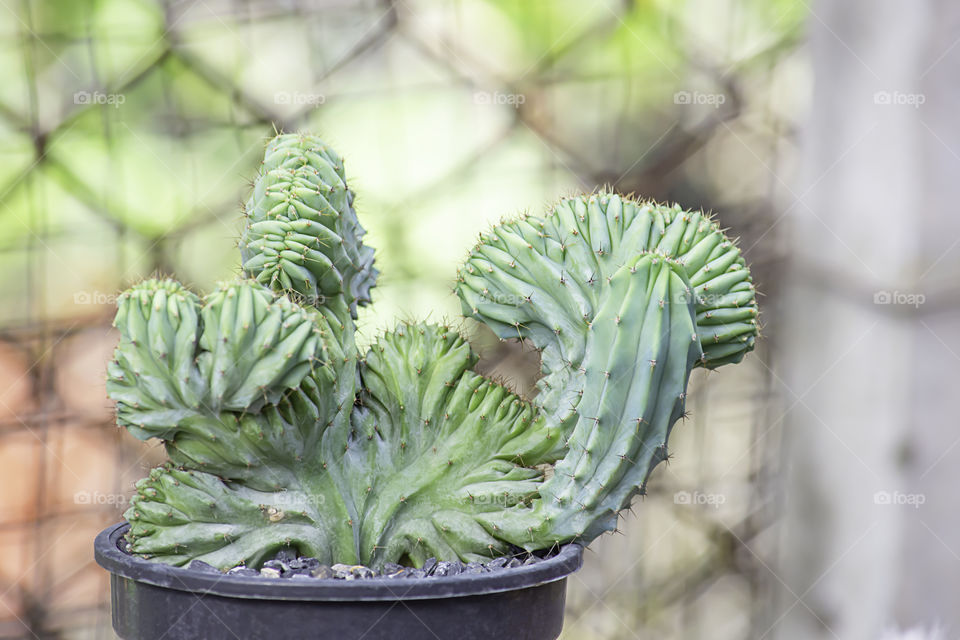 Small Cactus in  pots For decorative plant Background mesh fence steel.