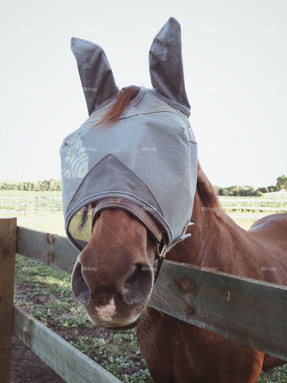 Horse with fly mask 