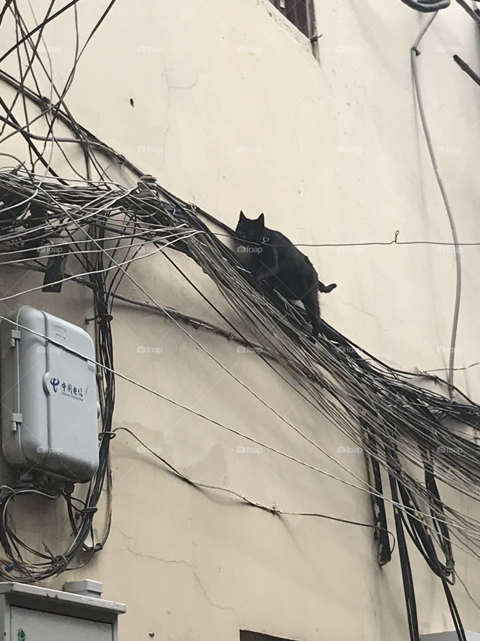 Exploring the wire net - literally - this kitty is very brave and skillfully navigating the mess of wires