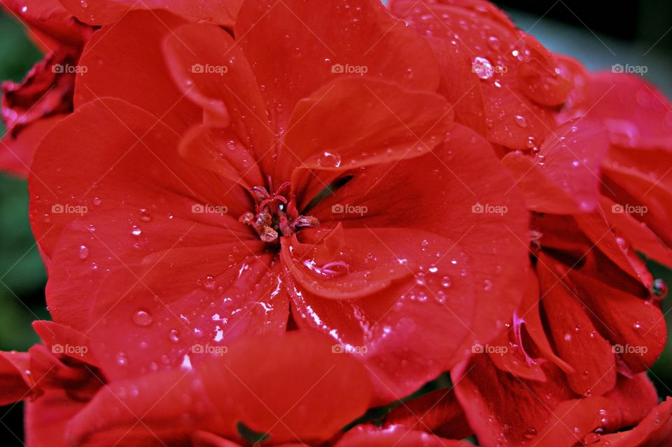 Raindrop on red flowers