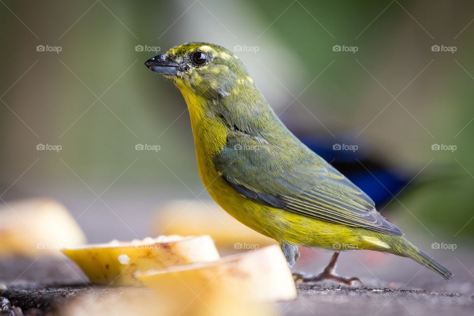 Yellow green bird on the table. Small yellow green bird next to banana on a table. Side view. Blurred background 