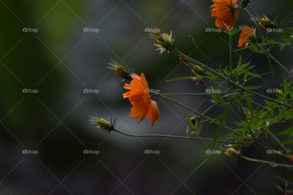 orange colour flowers and buds