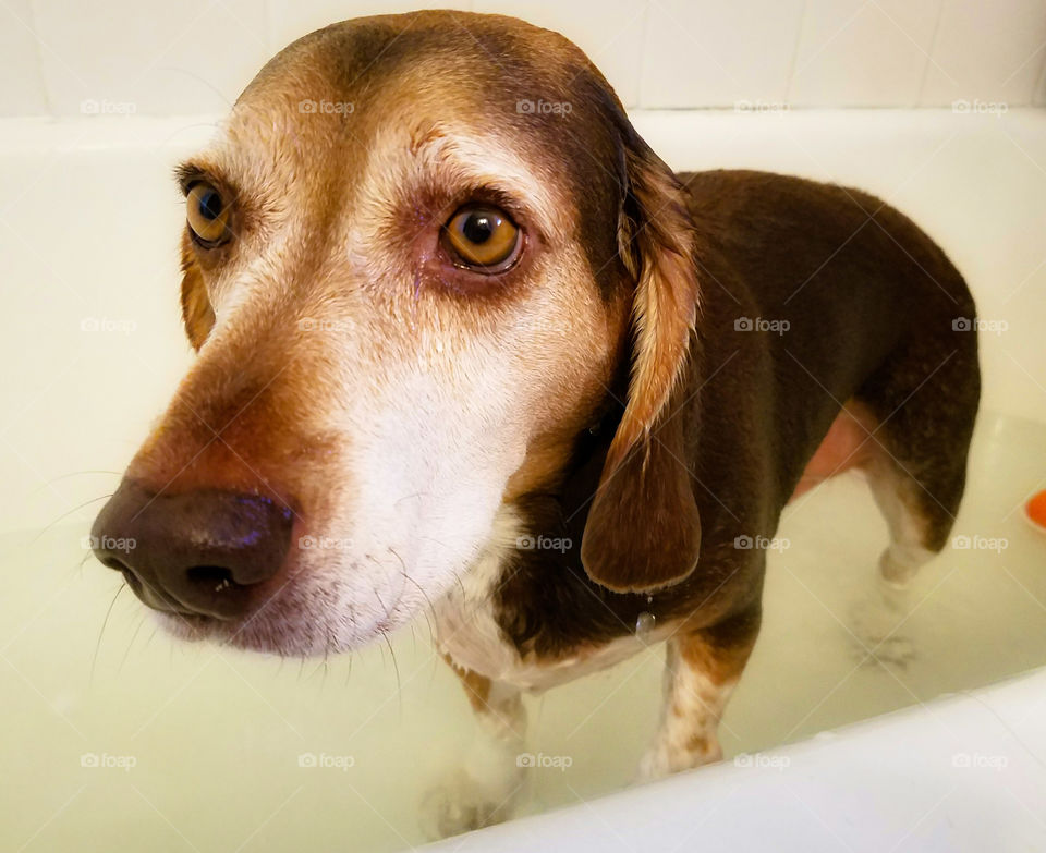 poor doggy has decided he isn't having as much fun as he thought he would