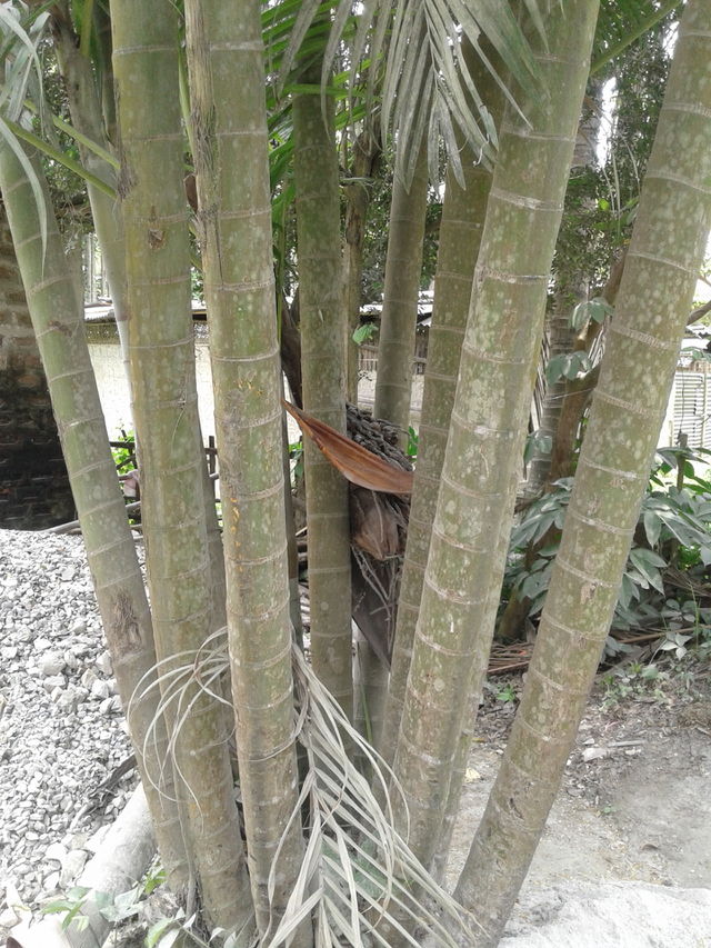 Nature, Wood, Tropical, Tree, Flora