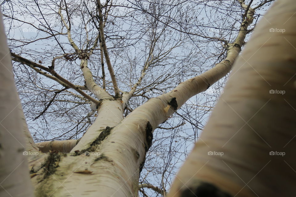 Birch tree