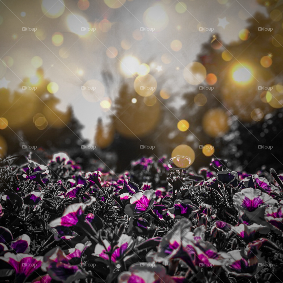 BEAUTIFUL LIGHT OVER FLOWERS SCREENSAVER