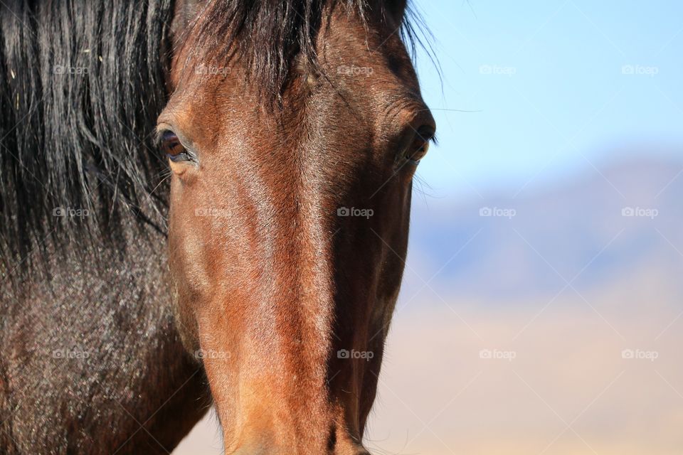 Strong, wild, Inquisitive; a chestnut colour wild American mustang facing camera closeup, Nevada Sierras 