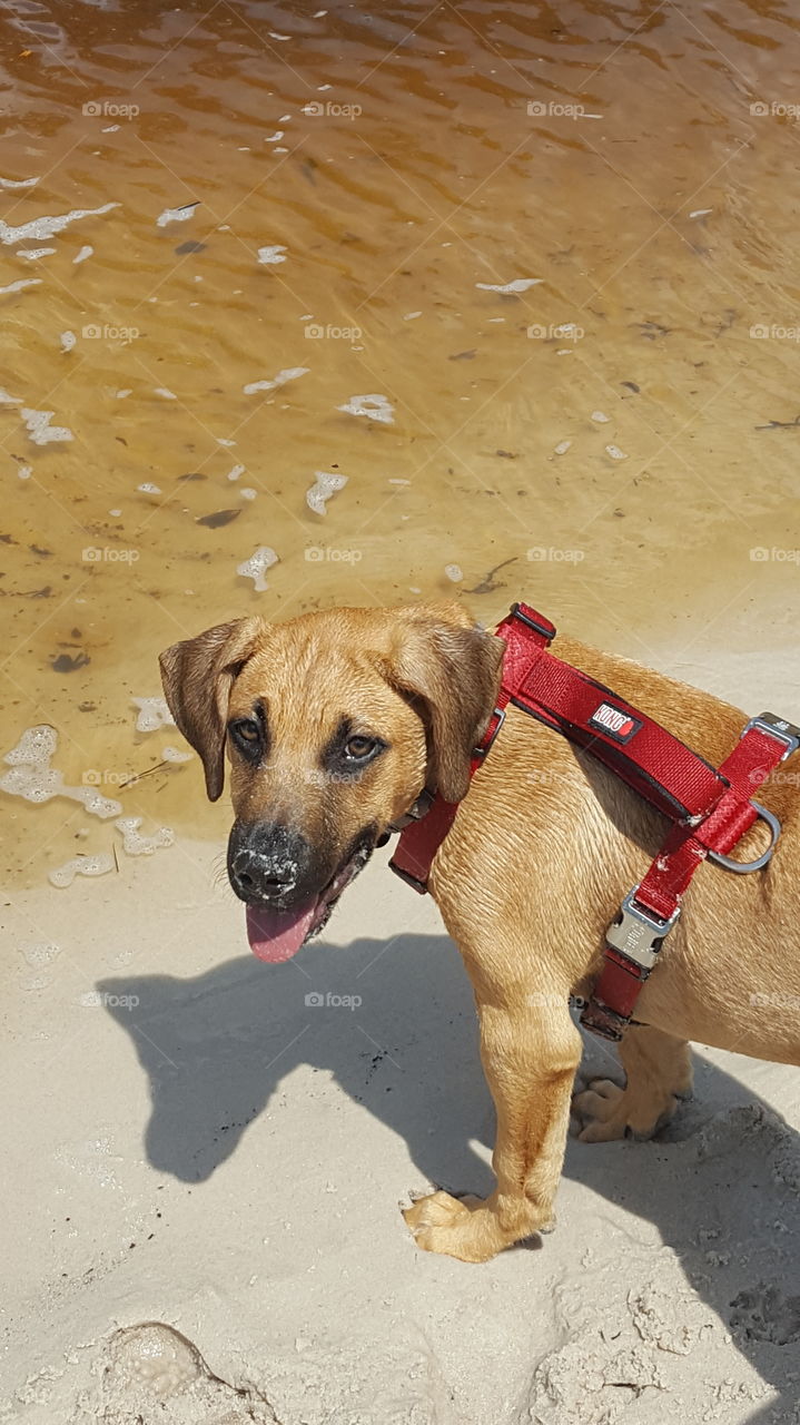 my dog having a great day at the river. playing on the beach and eating sand for fun