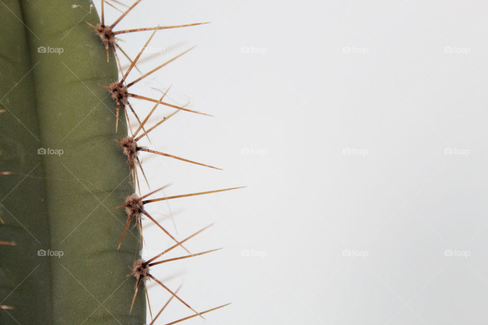 Cactus closeup