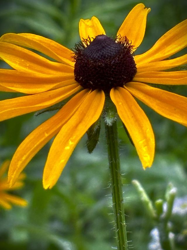 Yellow Flower