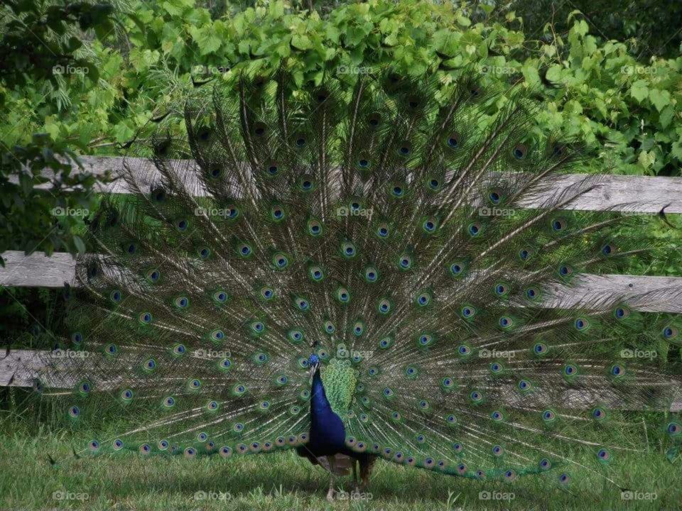 Bird, Nature, Peacock, Feather, Vibrant