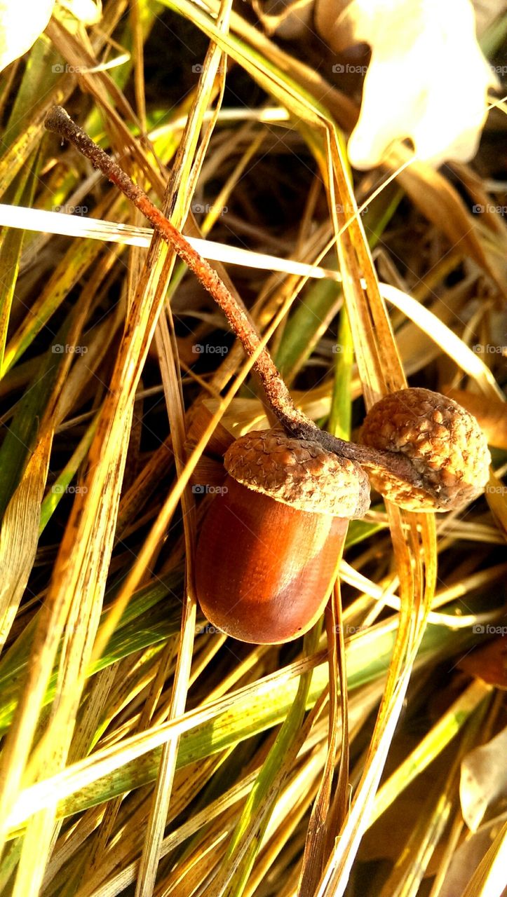 nature#grass#acorn