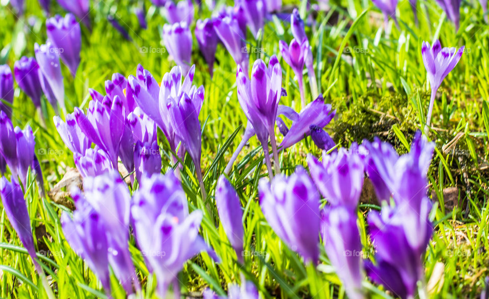 Spring flowers - crocuses