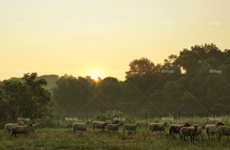 sheep early in the morning at the farm