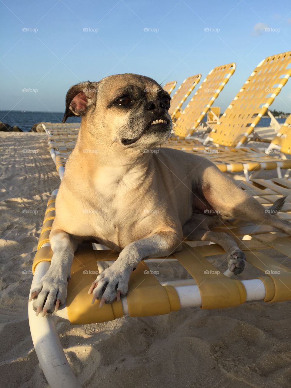 Meet ChooChoo the "Chug", a pug and chihuahua mix. There is nothing more relaxing than spending time on the Florida Keys, on a lounge chair, the sunshine and spending time with the family.