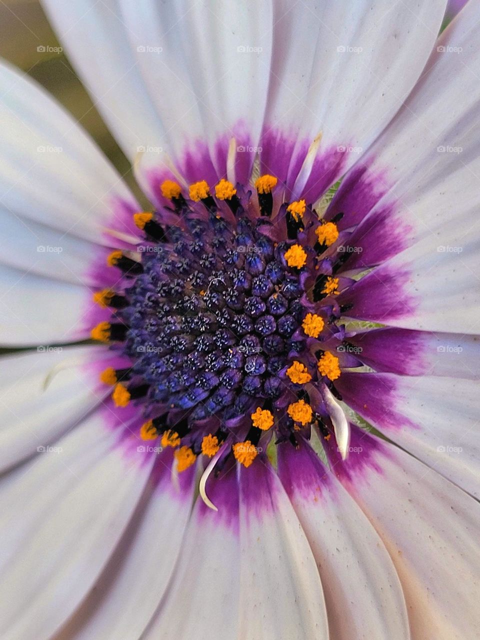 macro of a flower