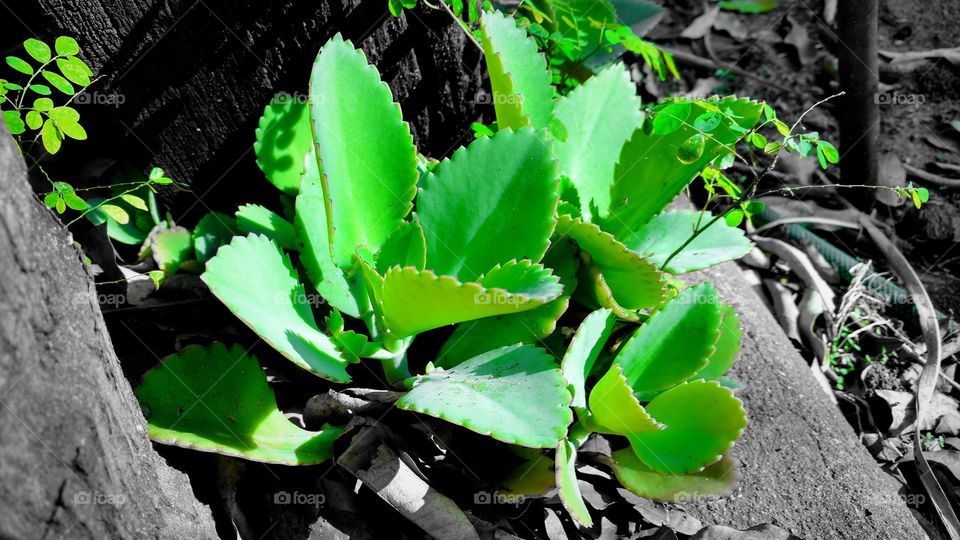 Plantinhas verdes nos paus velhos do quintal.