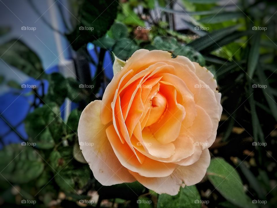 The roses begin to bloom.