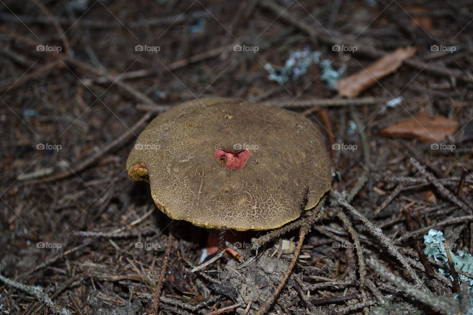 Mushroom heart