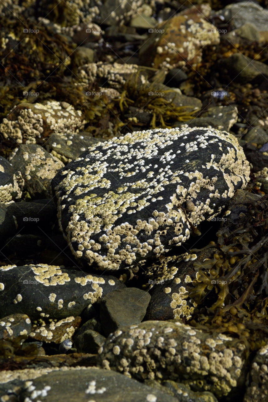 beach stone seaside crustaceans by chadli77