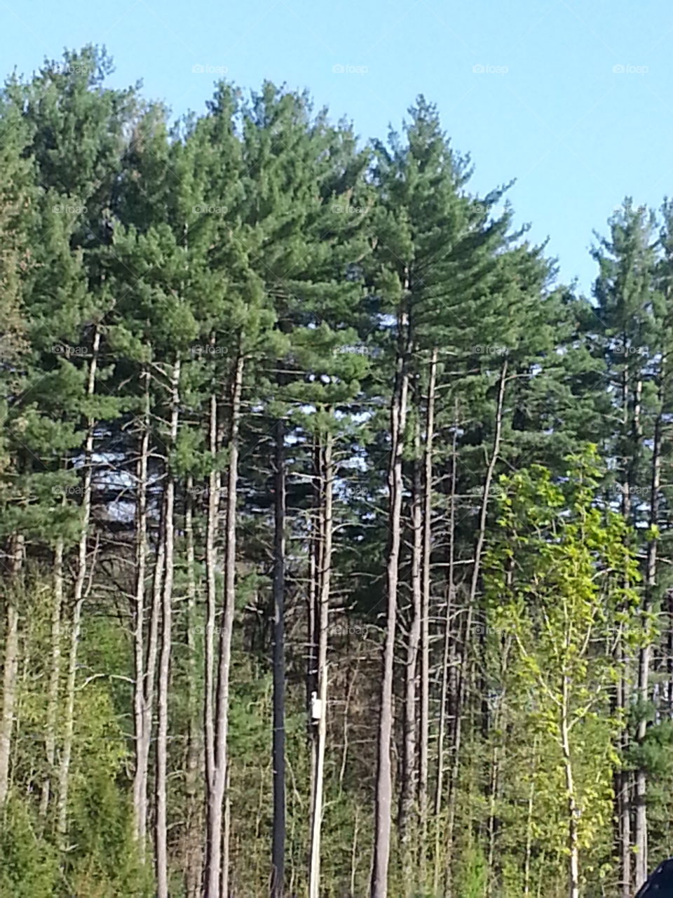 the beauty of nature. tall trees and blue sky