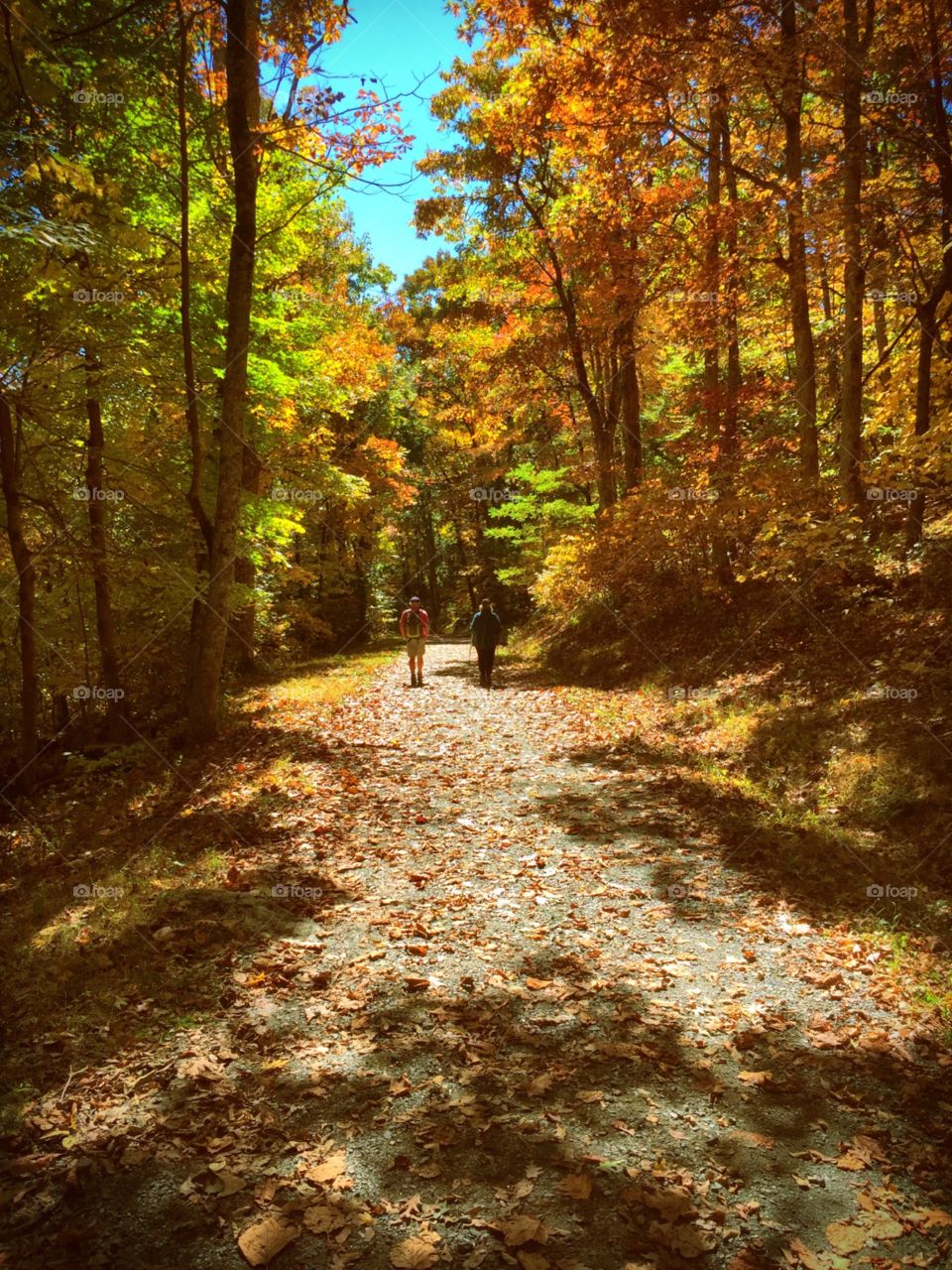 Autumn shadows