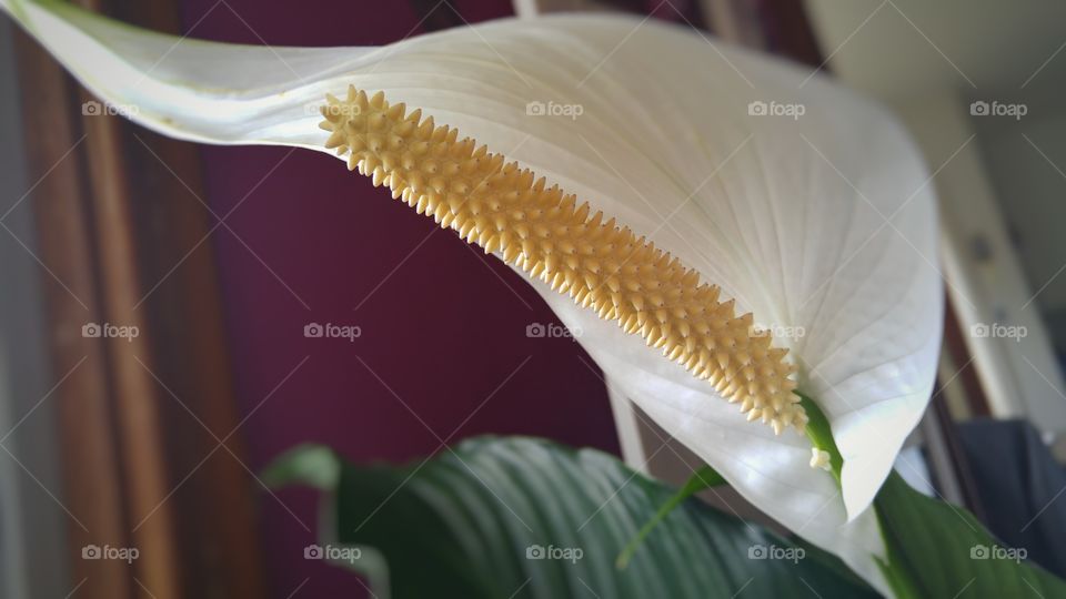 peace lilly
