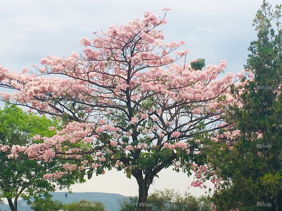 🌹 🇺🇸 Very beautiful flowers to brighten our day.  Live nature and its beauty. Did you like the delicate petals? / 🇧🇷 Flores muito bonitas para alegrar nosso dia. Viva a natureza e sua beleza. Gostaram das pétalas delicadas? 
