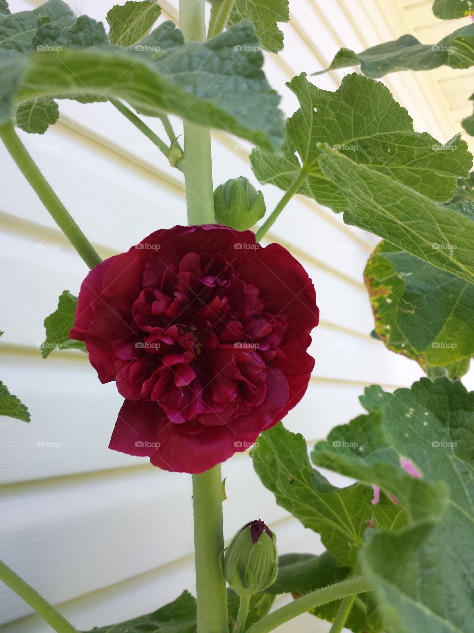 burgandy hollyhock
