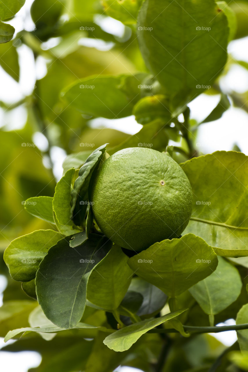 Lime fresh from the tree.