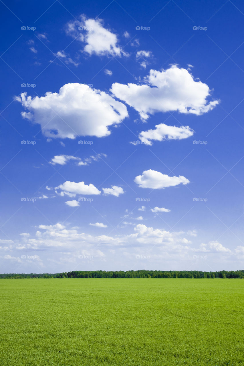 Green field and blue sky